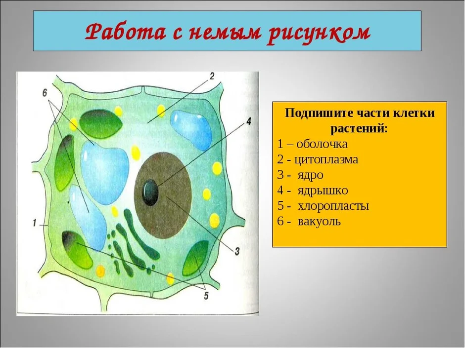 Схема растительной клетки 5 класс