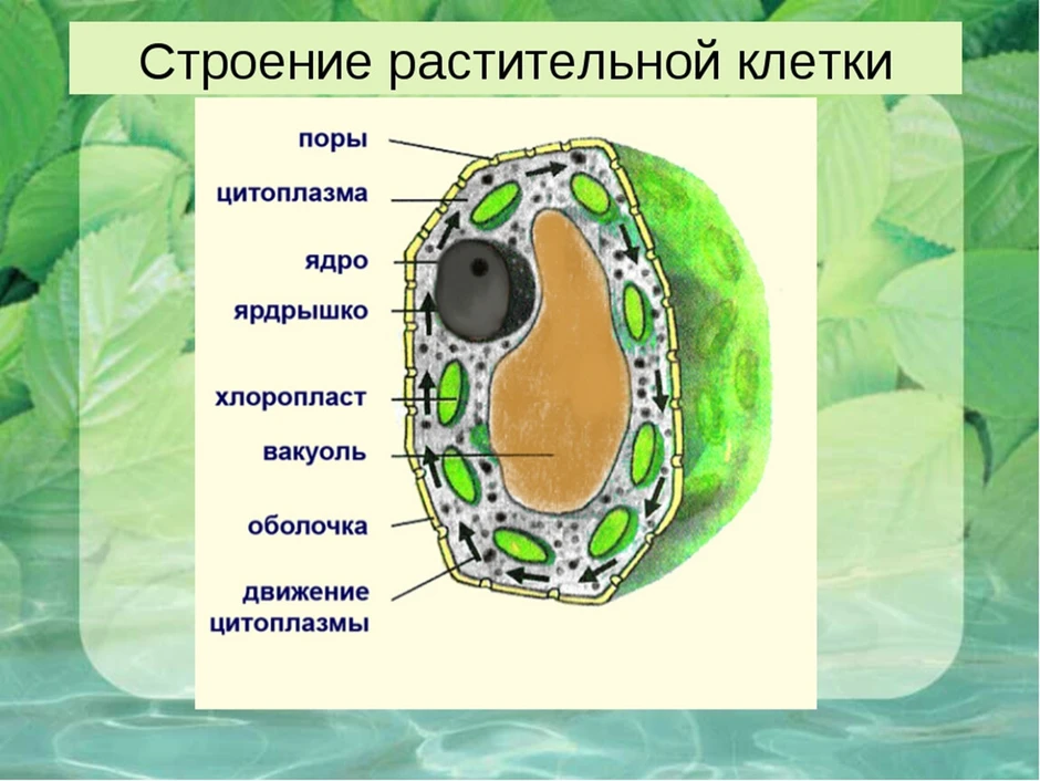 Как рисовать клетку на биологию