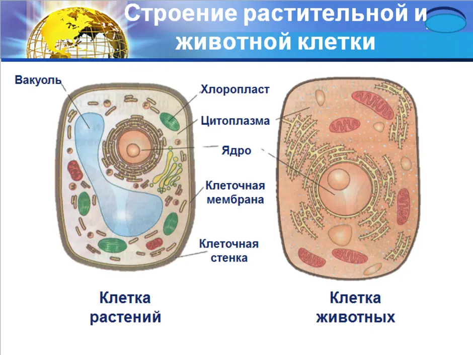 Презентация по теме клетка 9 класс