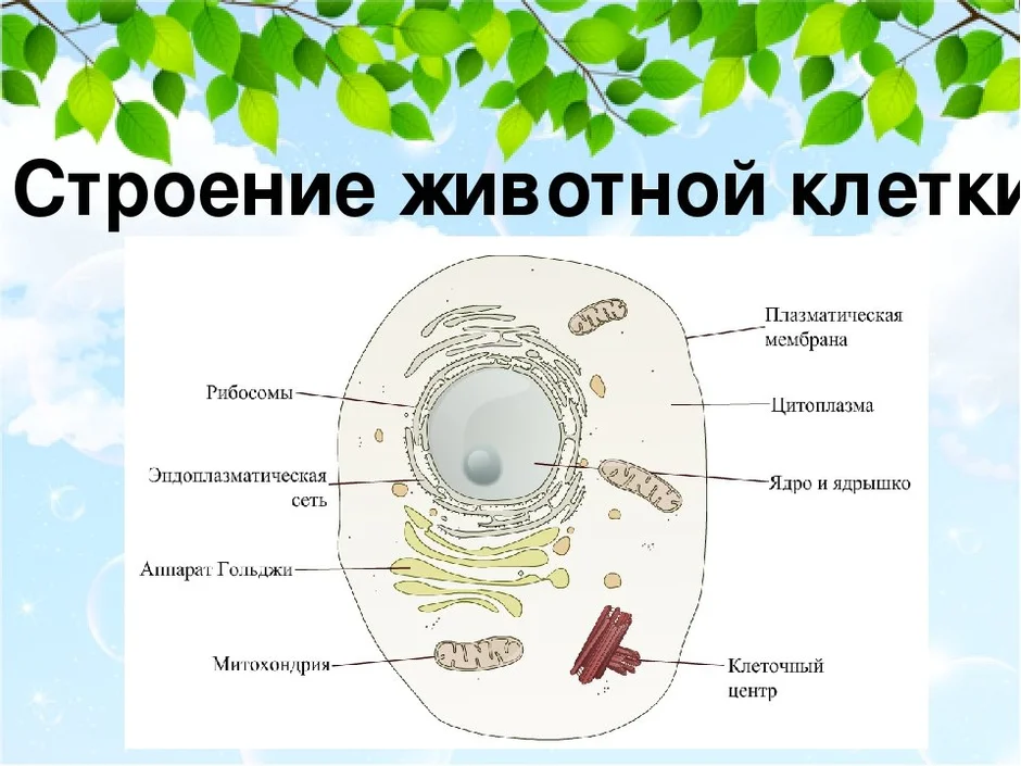 Как рисовать клетку на биологию