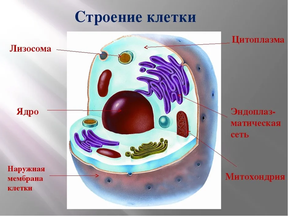 Общий план строения клетки человека