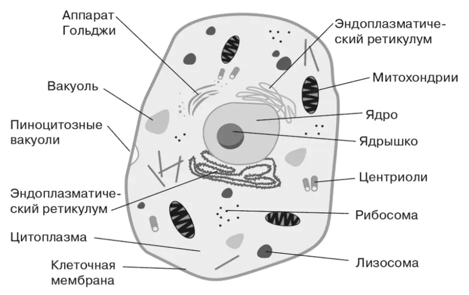 Клетка рисунок по биологии с обозначениями