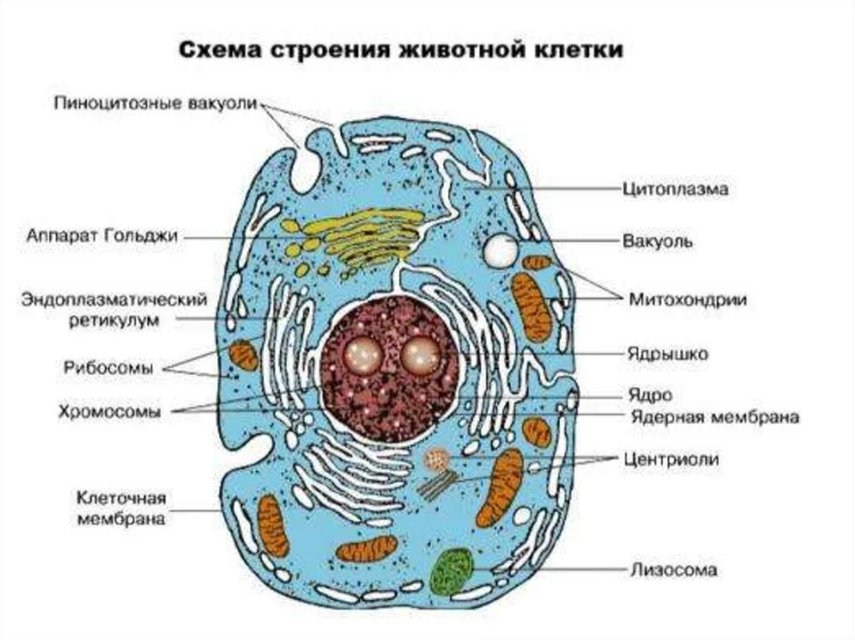 Проект по биологии 5 класс на тему клетка