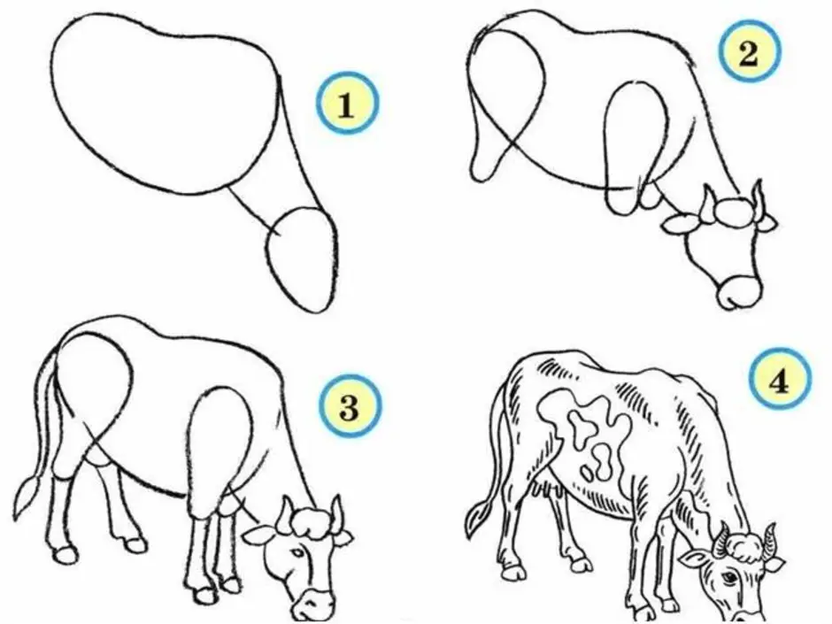 Нарисовать животных 4 класс. Как нарисовать корову сбоку. Поэтапное рисование коровы. Как нарисовать коровку. Поэтапное рисование коровы для детей.