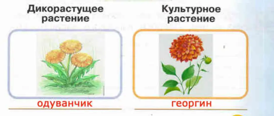 Культурное и дикорастущее растение рисунок