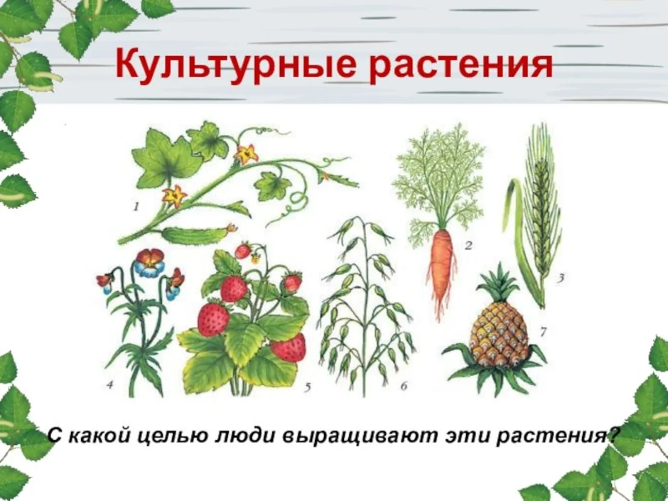 Культурные растения картинки