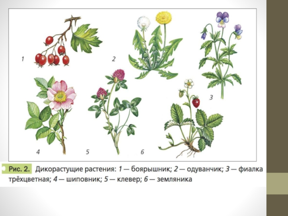 Дикорастущие растения рисунки