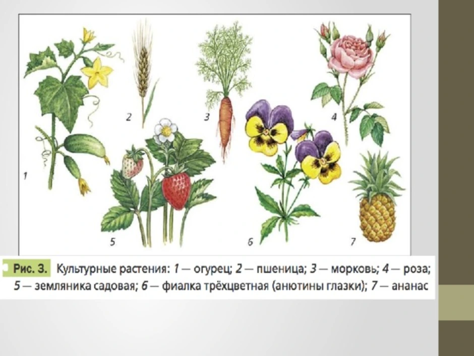 Дикорастущие и культурные растения картинки