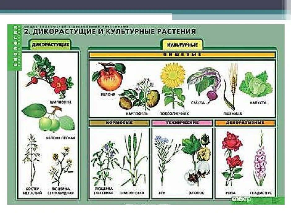 Вспомни какие еще группы культурных растений ты знаешь напиши используя рисунки как подсказки