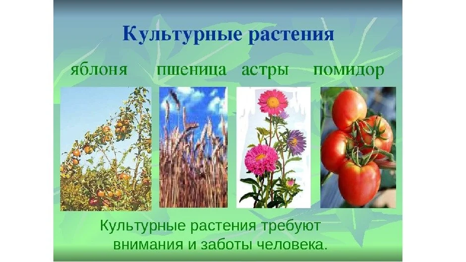 Картинки культурных растений с названиями для детей