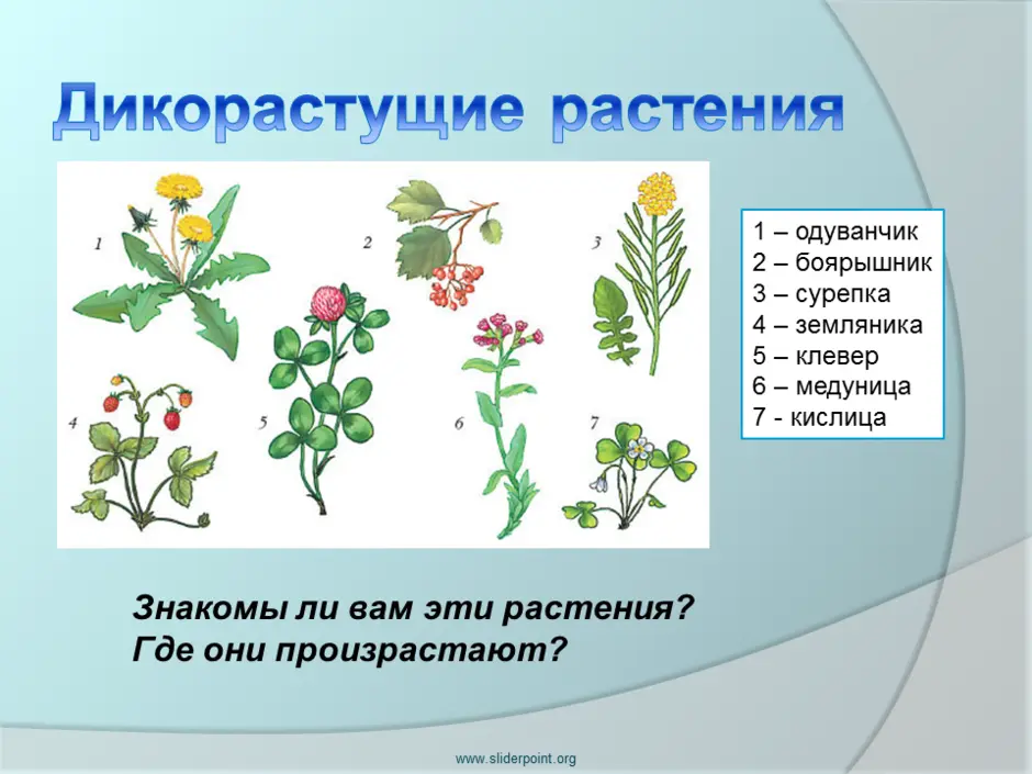 Необычное культурное растение поля или сада рисунок