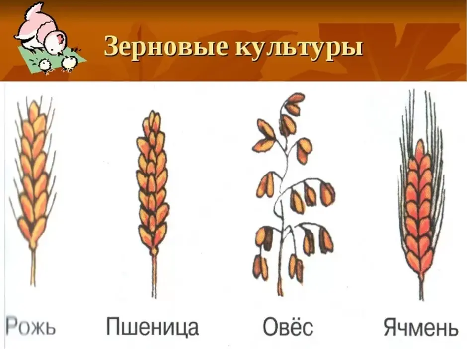 Необычное культурное растение поля или сада рисунок