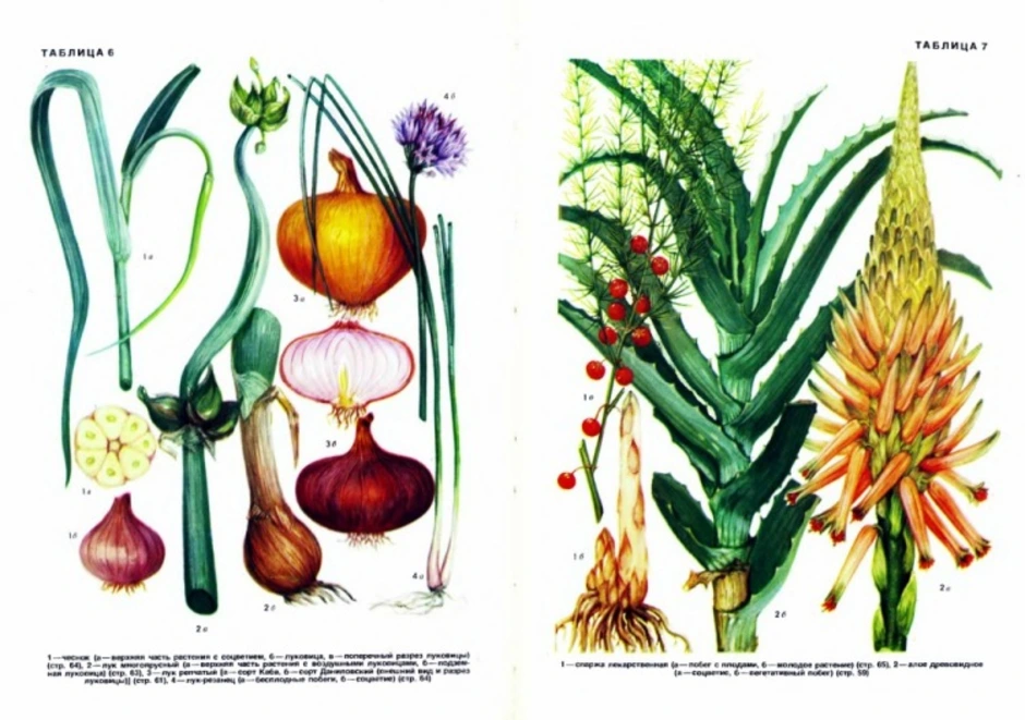 Культурные растения нарисовать. Культурное растение рисунок. Культурные растения цветы. Необычные культурные растения. Рисование культурные растения.