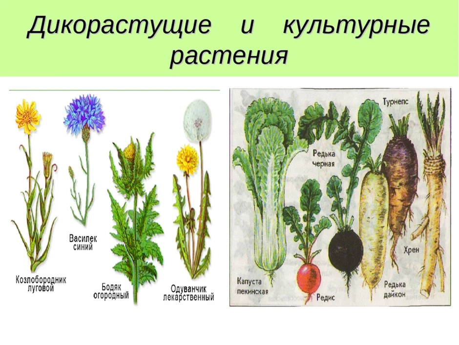 Рисунки культурных растений с названиями