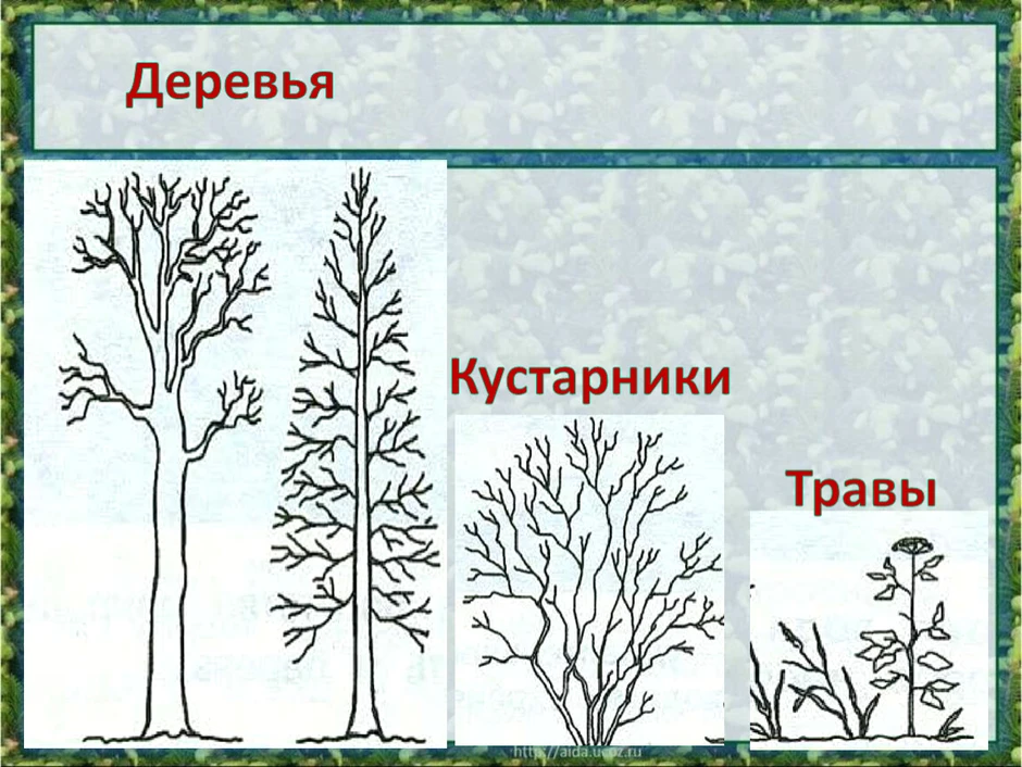 Нарисовать дерево кустарник и травянистое растение 2 класс окружающий мир