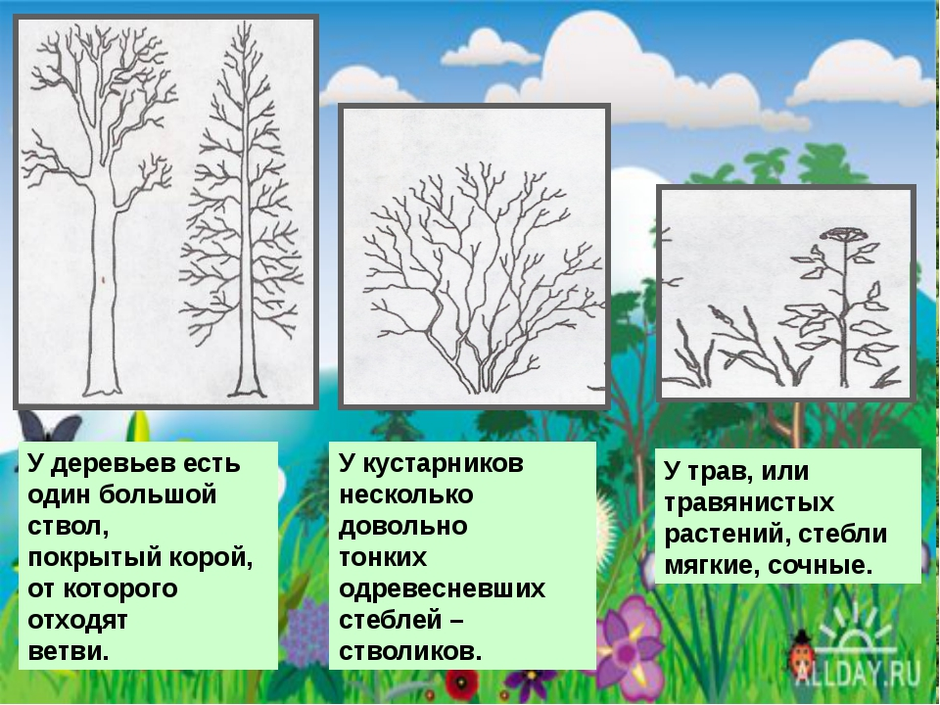 Травянистое растение нарисовать 2 класс окружающий мир