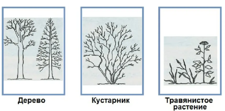 Нарисуйте схематически. Схема дерево кустарник травянистое растение. Схема деревья кустарники травы. Схематический рисунок дерева кустарника травянистого растения. Нарисовать дерево кустарник и травянистое растение.