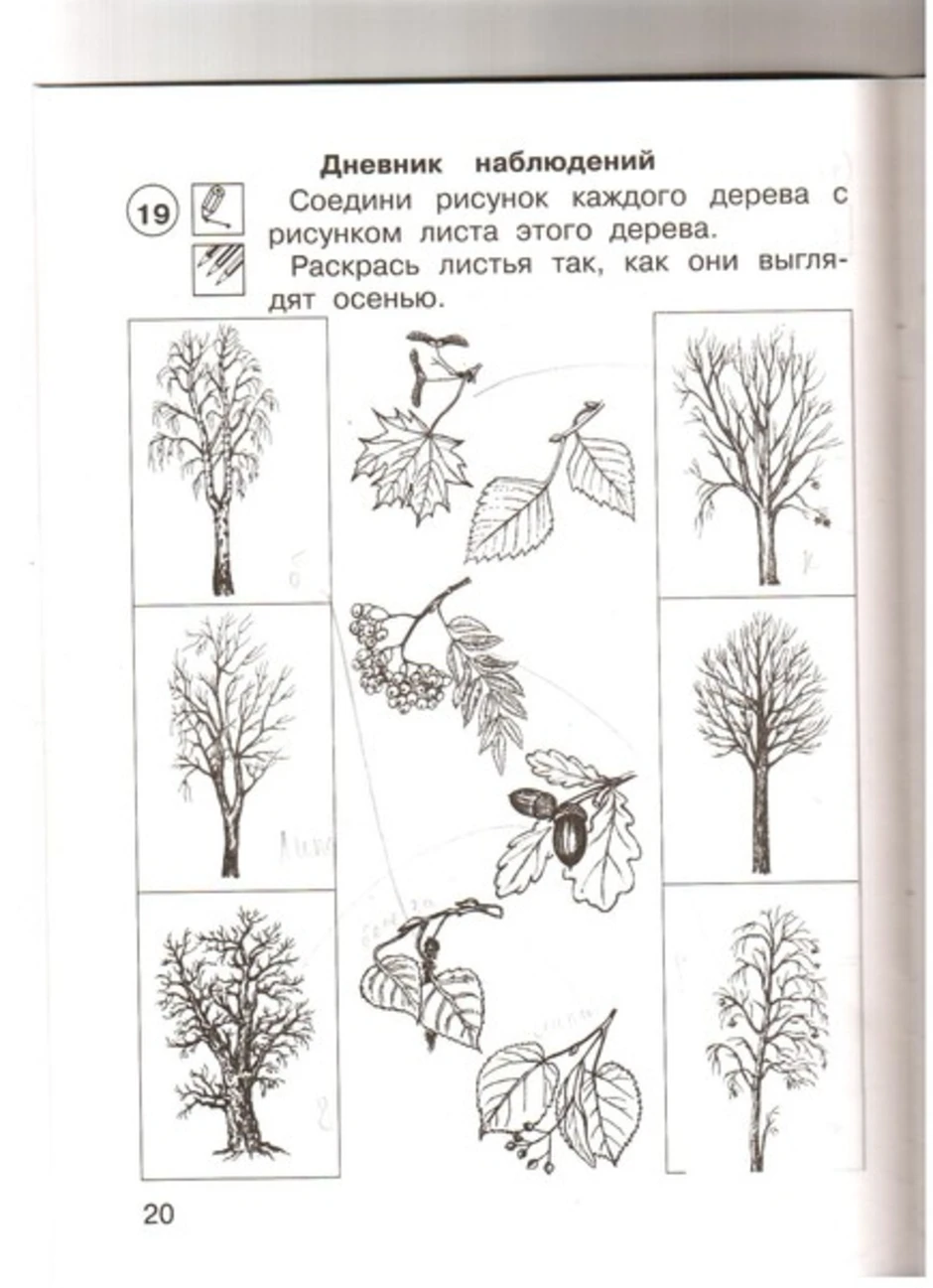 Окружающий мир 1 класс деревья