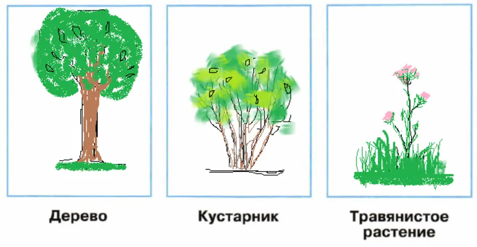 Нарисовать растение 2 класс окружающий. Дерево кустарник травянистое растение рисунки. Схема дерево кустарник травянистое растение. Нарисуй схематическое дерево кустарник травянистое растение. Схематическое дерево кустарник травянистое растение нарисовать.