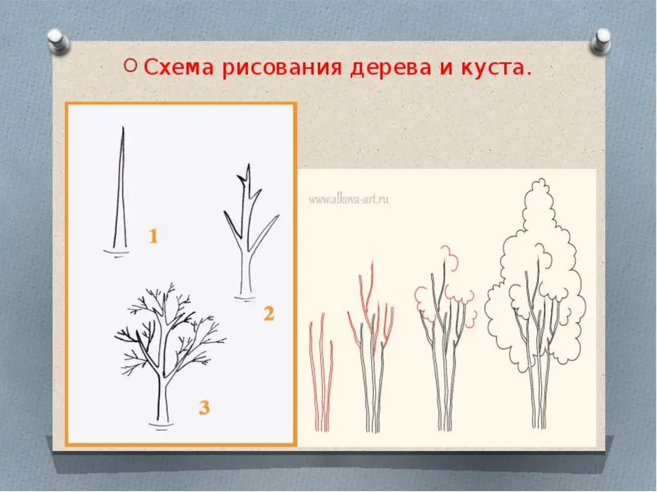 Рисунок кустарника 2 класс окружающий мир