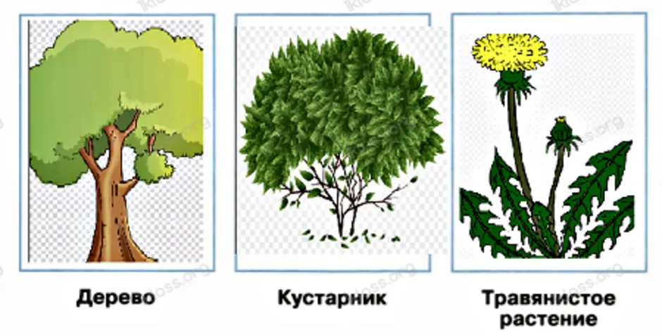 Три рисунка дерево кустарник травянистое растение