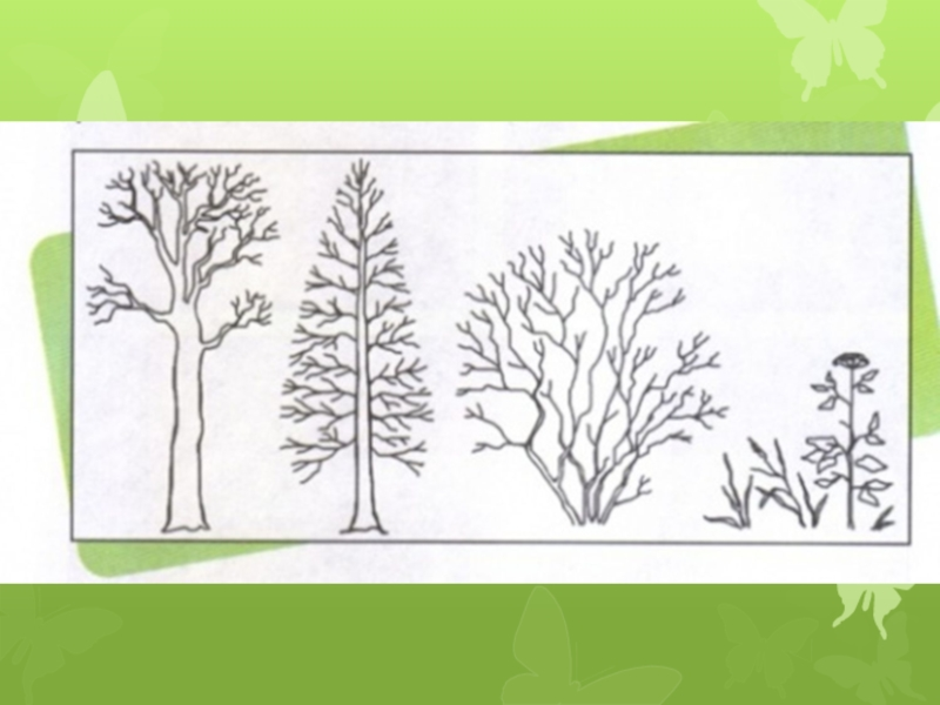 Тест кустики 4 класс с ответами. Схематично дерево кустарник трава. Деревья и кустарники задания для дошкольников. Деревья кустарники травы задания для дошкольников. Схематичное изображение деревьев и кустарников.