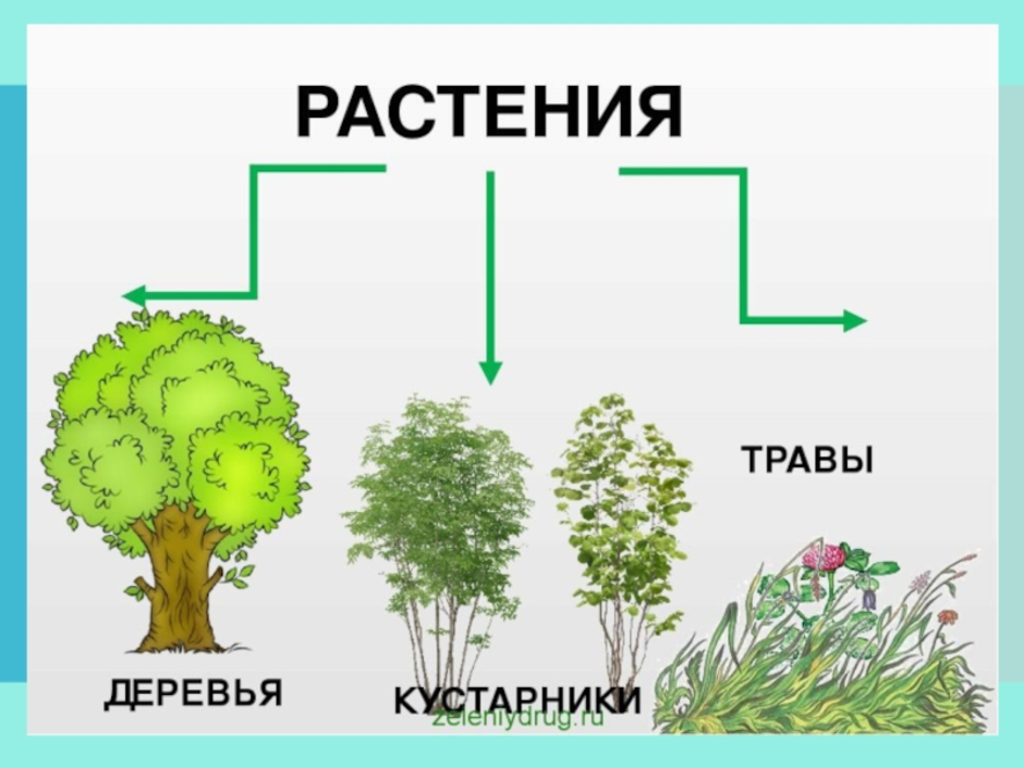 Дерево кустарник травянистое растение 2 класс окружающий мир рисунок