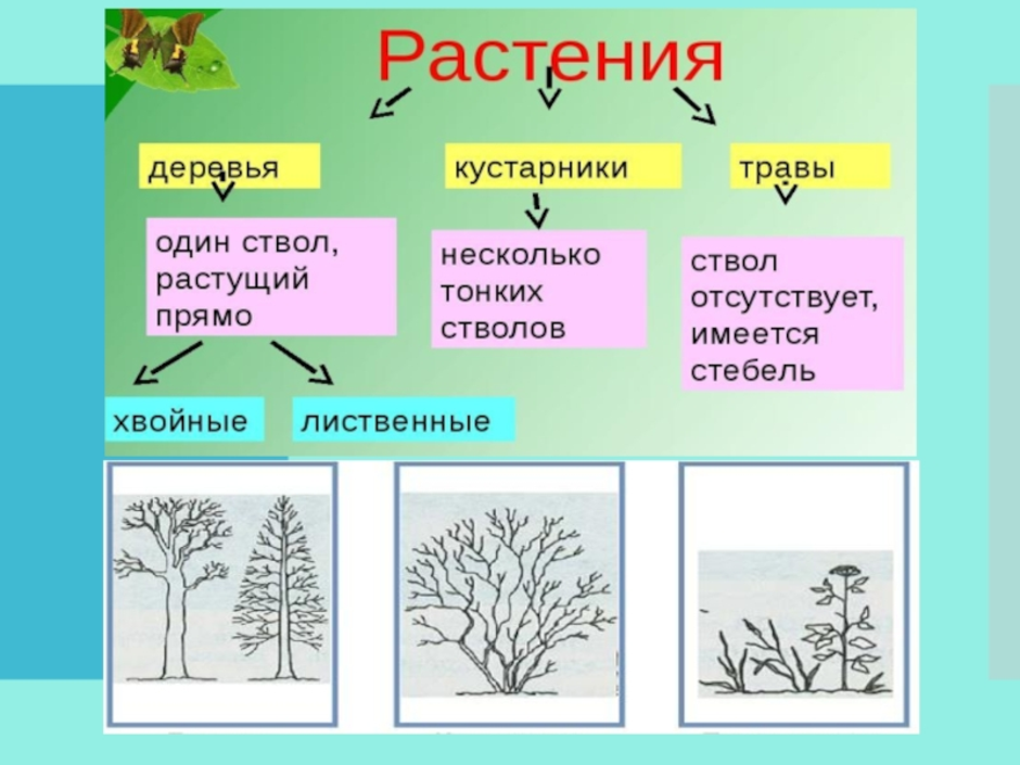 Деревья и кустарники картинки презентация