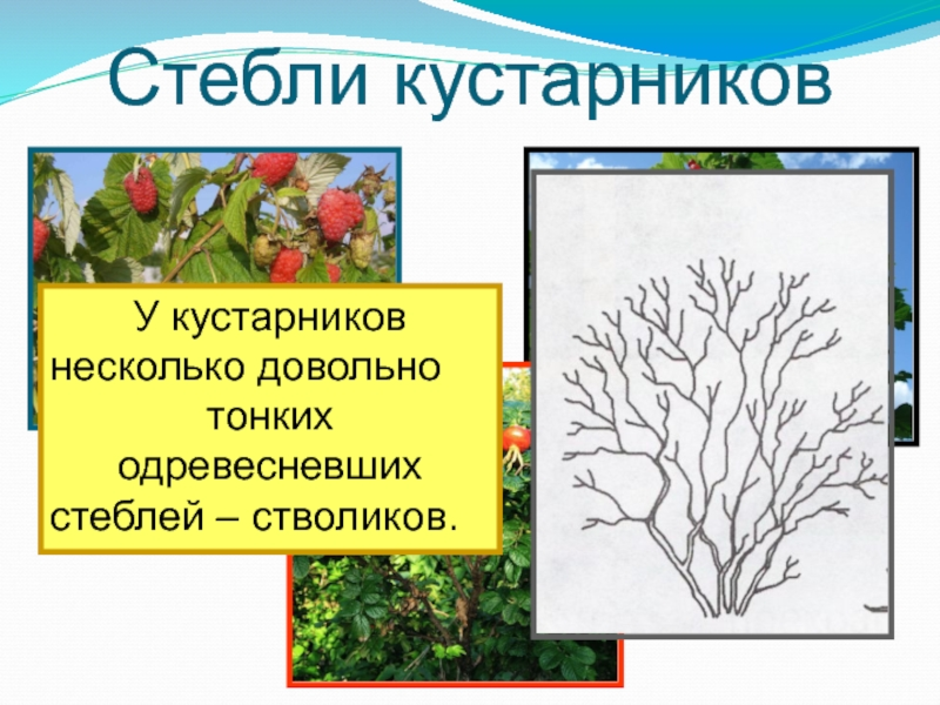 Части кустарника схема для детей