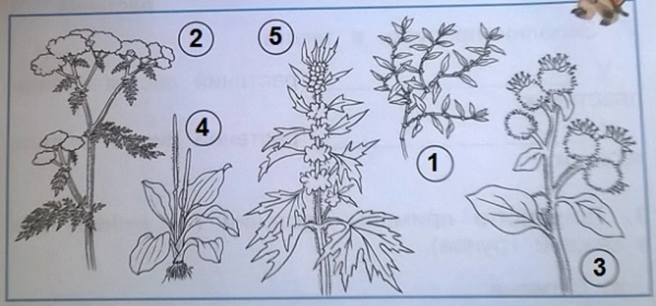 Травянистое растение рисунок 2 класс