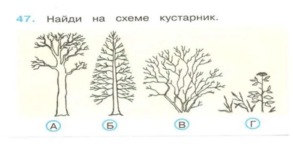 На рисунке изображены кусты дерева. Схема деревья кустарники травы. Деревья и кустарники задания для дошкольников.