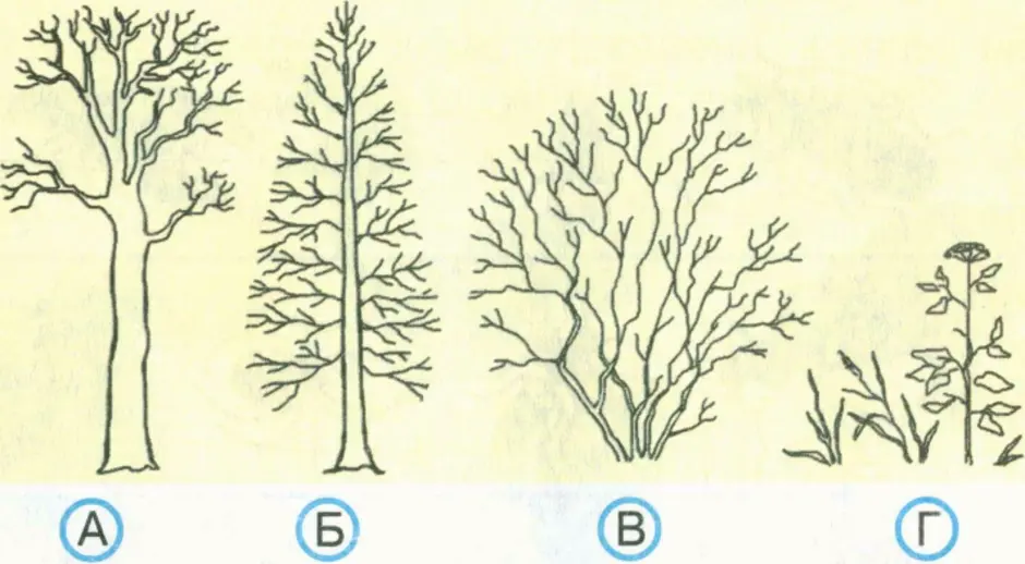 Какие группы растений изображены на рисунках. Схематично дерево кустарник трава. Схематическое дерево кустарник травянистое растение. Схема деревья кустарники травы. Дерево кустарн и ктравинистые растение..