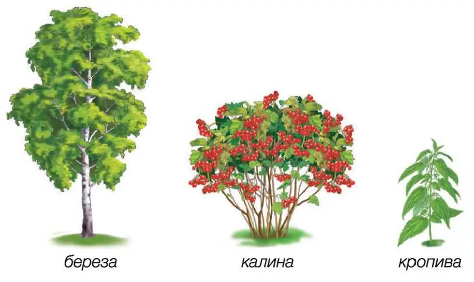 Рисунок кустарника 2 класс окружающий мир