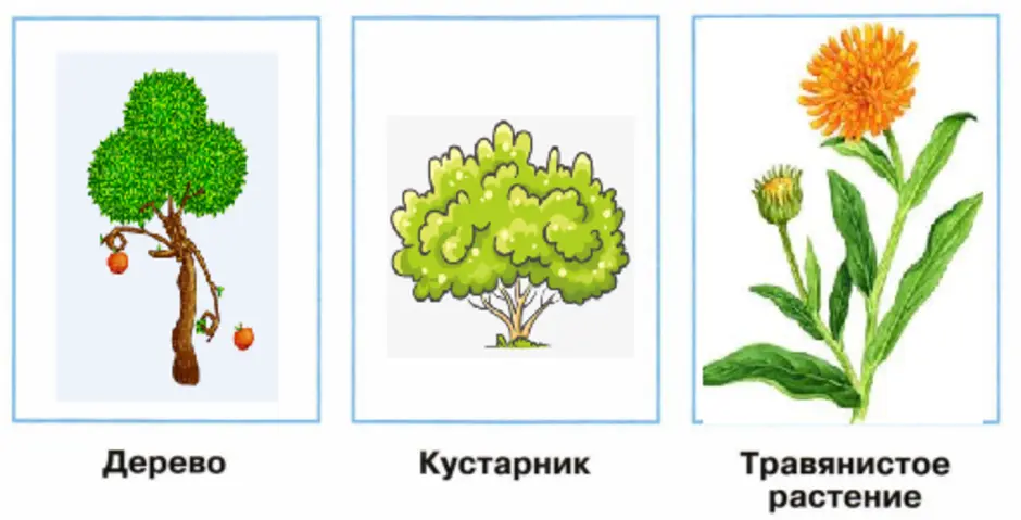 Дерево кустарник травянистое растение. Нарисовать дерево кустарник и травянистое растение. Дерево кустарник травянистое растение рисунки. Схематически дерево кустарник травянистое.