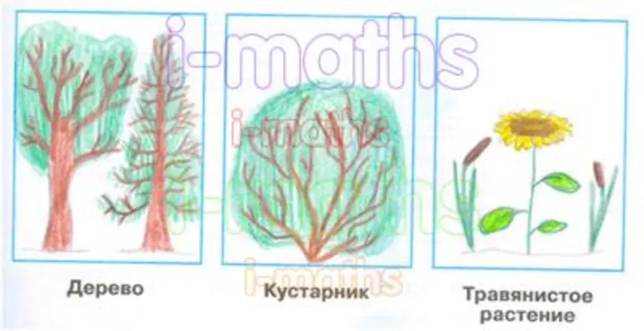 Сделай три рисунка дерево кустарник травянистое растение подпиши