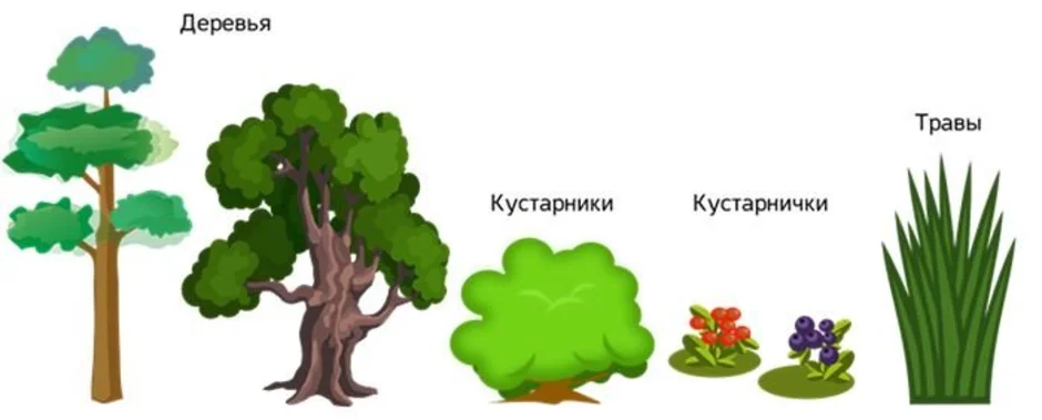 Картинка дерево и куст