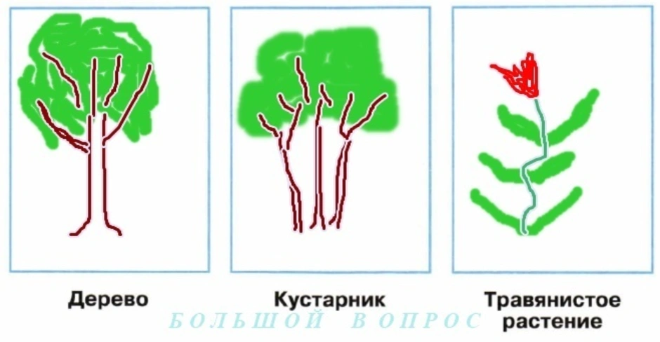 Рисунок растения кустарники. Схема дерева и кустарника. Схема дерево кустарник травянистое растение. Схематически дерево кустарник. Схематическое дерево кустарник травянистое растение.