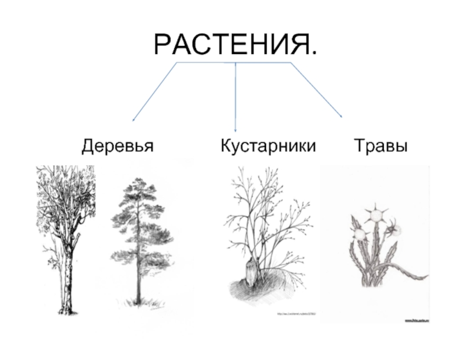 Рисунок дерева кустарника и травянистого растения 2 класс