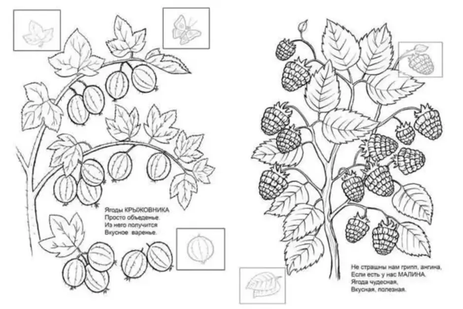 Как легко нарисовать куст малины