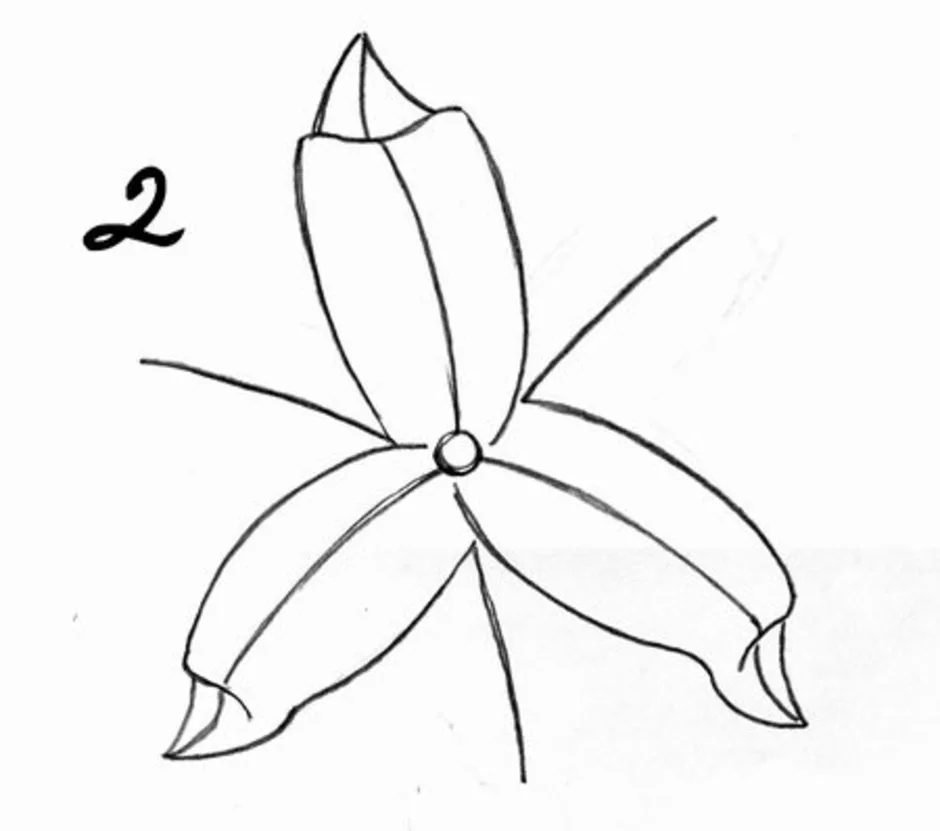 Нарисовать лилию карандашом поэтапно