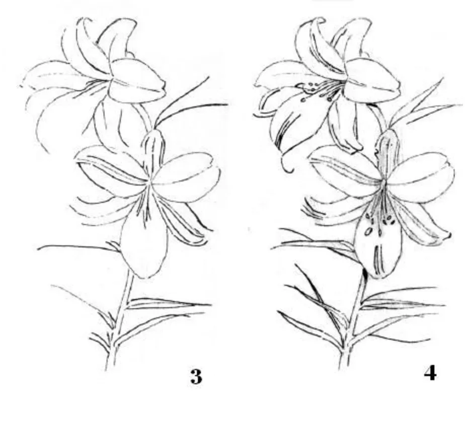 Нарисовать лилию карандашом поэтапно