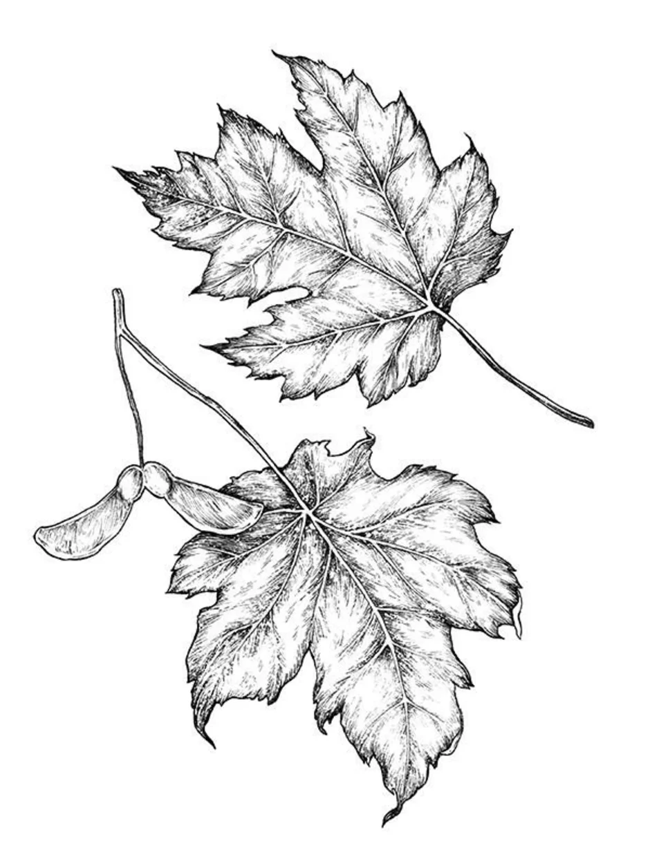 Картинка лист карандашом. Зарисовки листьев деревьев. Листья рисунок. Листья карандашом. Рисунок листьев карандашом.