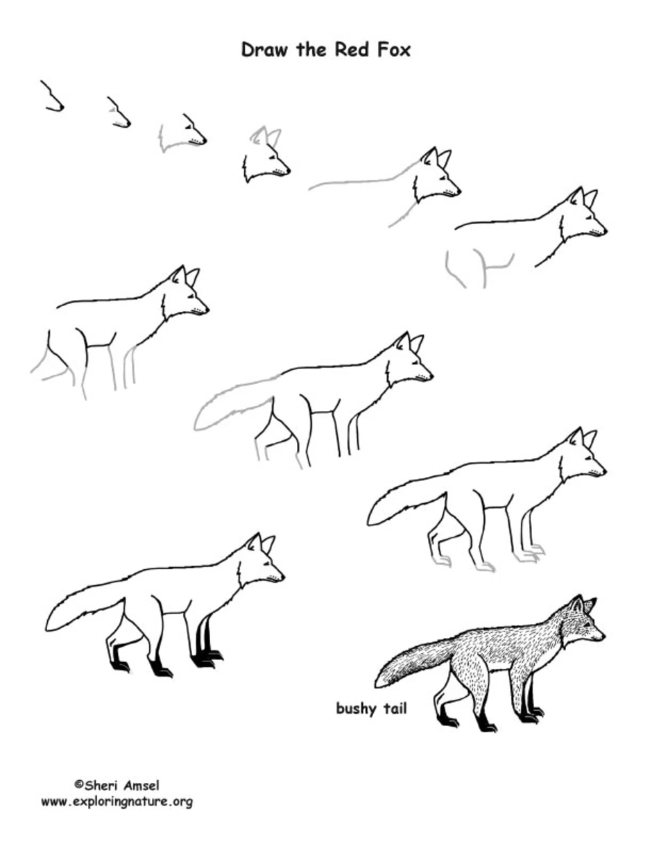Схема рисования лисы для детей. Этапы рисования лисы. Лиса рисунок карандашом поэтапно. Рисование лисы поэтапно.