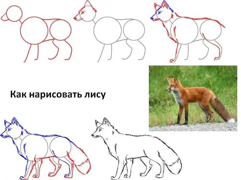 Сидящая лиса рисунок поэтапно