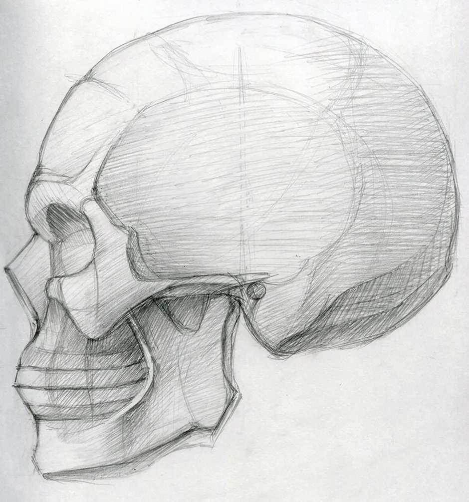 Рисунок черепа в профиль построение