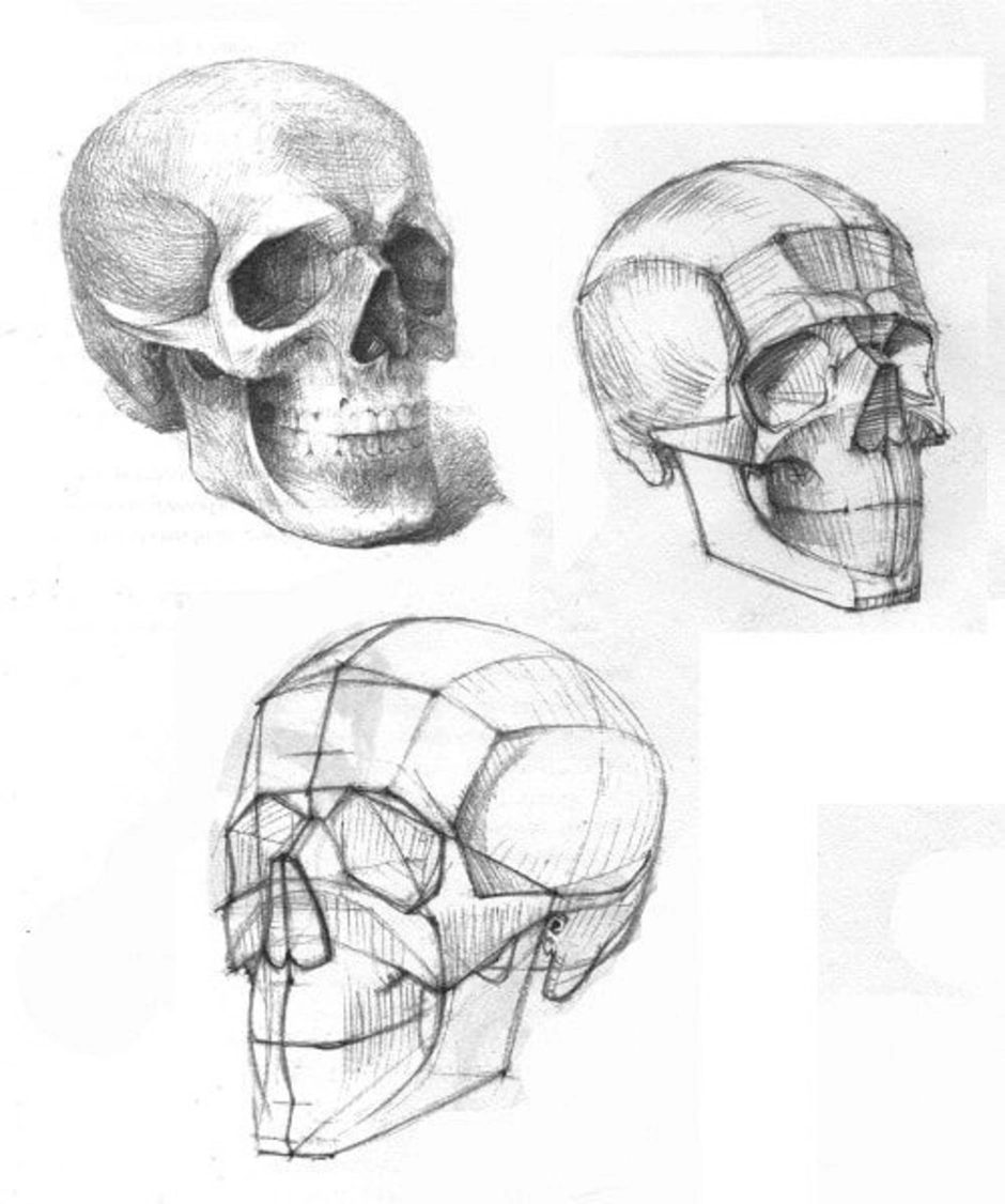 Череп рисунок три четверти