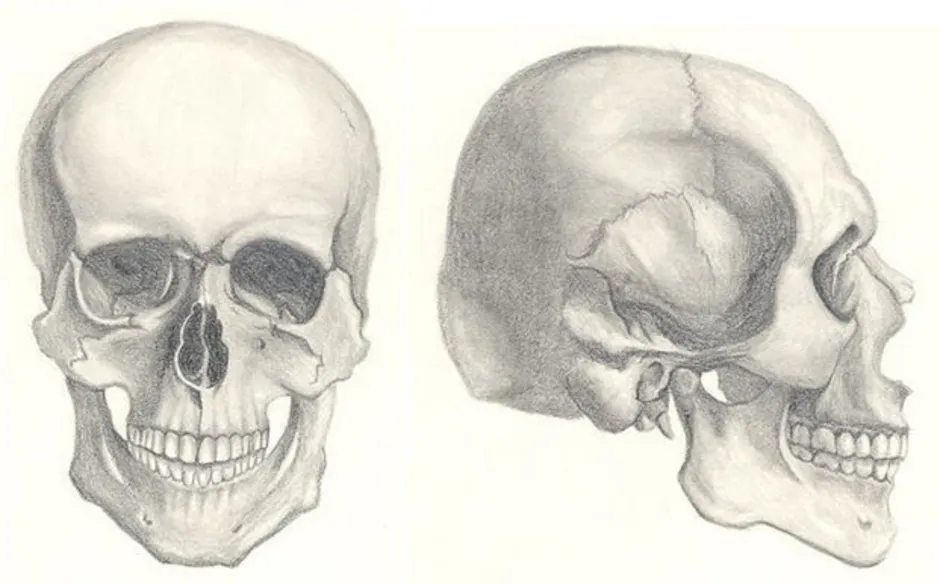 Череп рисунок три четверти