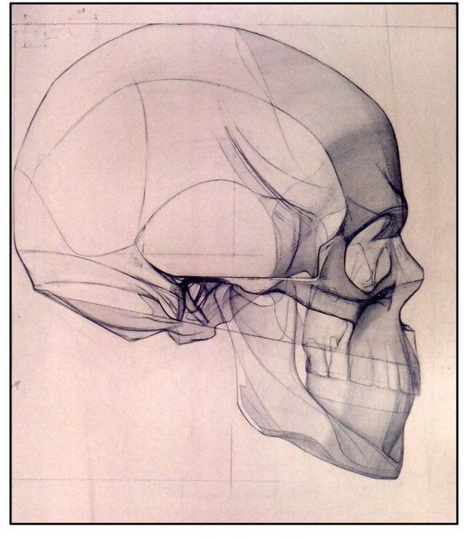 Как строить череп академический рисунок