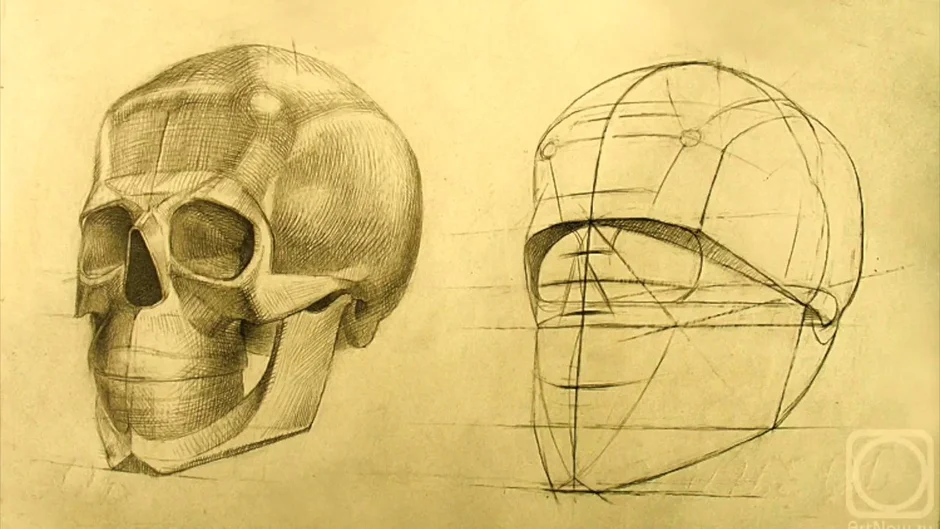 Как строить череп академический рисунок