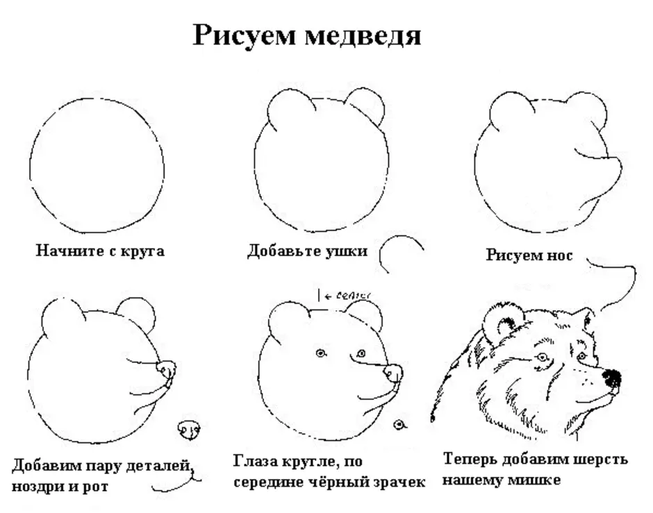 Нарисовать медведя поэтапно для детей